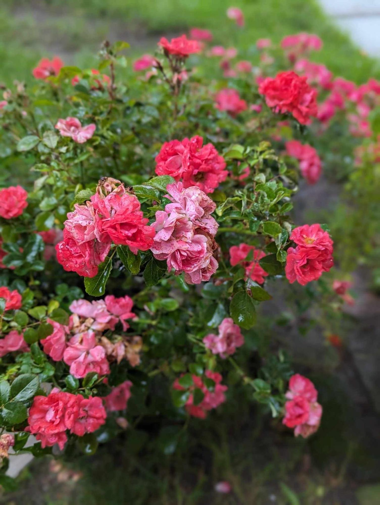 The Vistula Rose B & B Toledo Extérieur photo